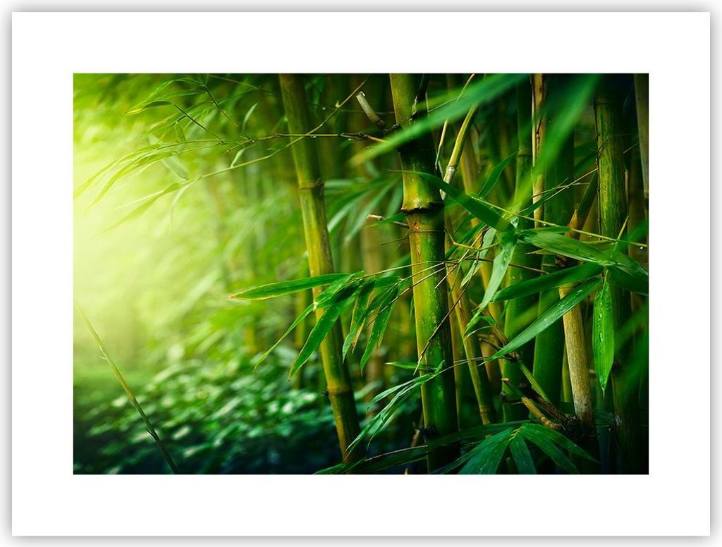 Poster - Poster ohne Rahmen - Bambus Pflanze - 40x30 cm - Wand Bild - Wanddeko - Wandbilder - Kunstposter - Wandposter - Bilder - Kunstdruck - Wand...
