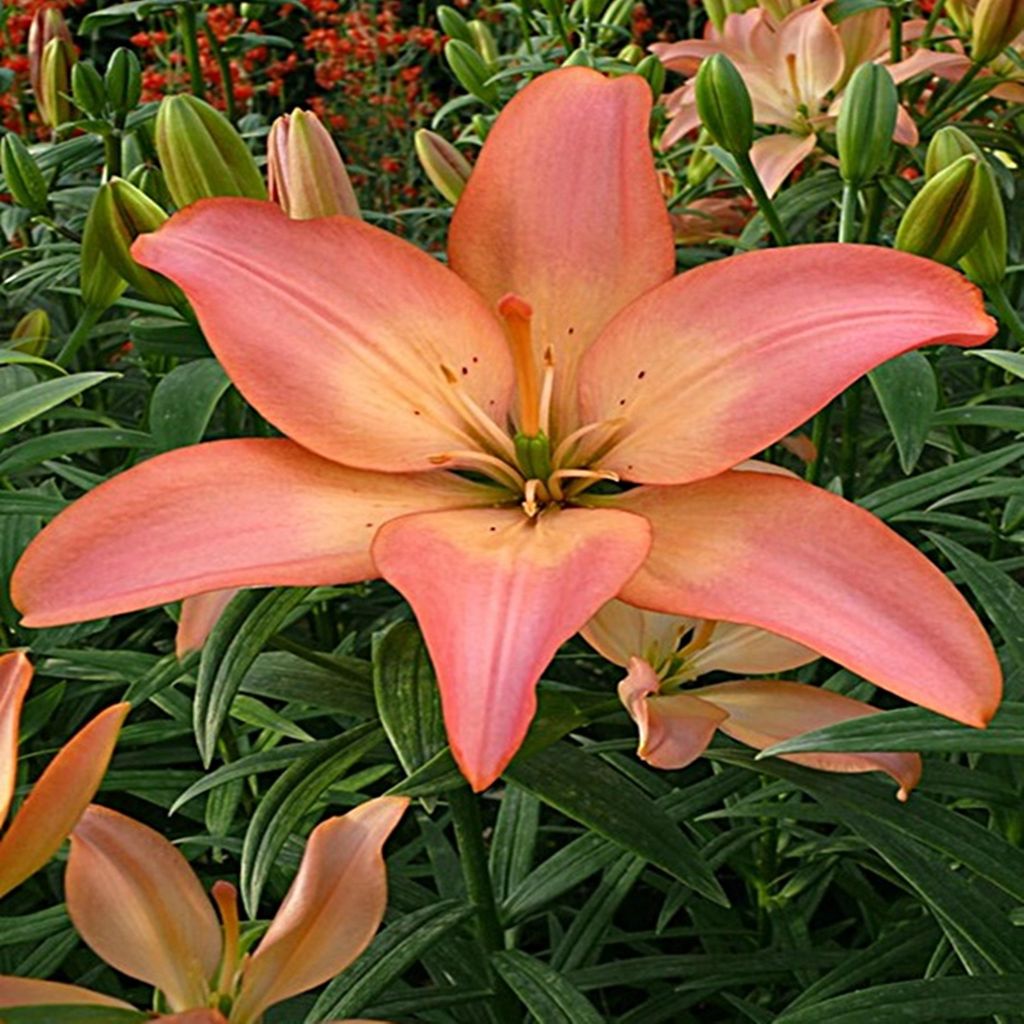 Lilium Asiatische Lilie Easy Whisper 1 St. Produktbild 