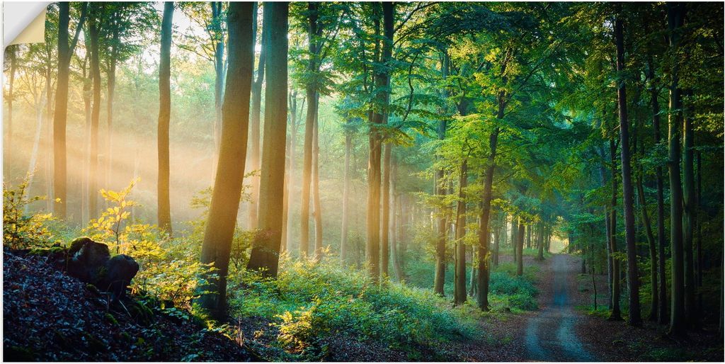 ARTland Wandbild, selbstklebend Herbstmorgen im Wald Größe: 150x75 cm