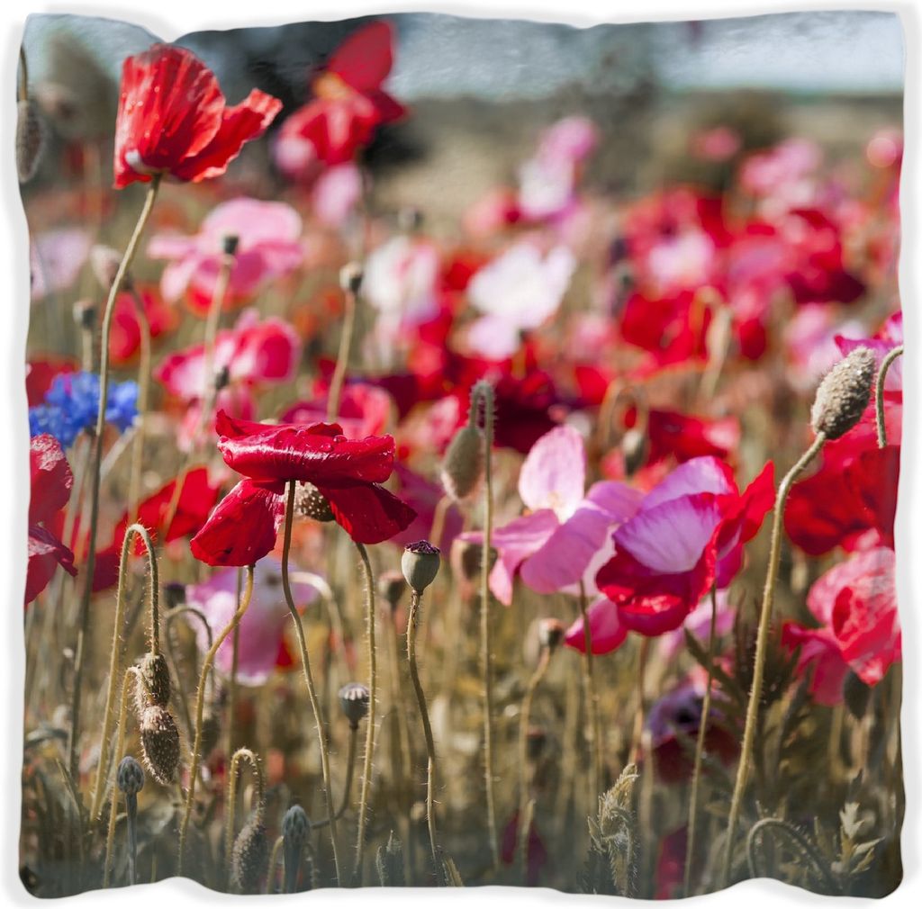 Wallario Premium Kissen, weiche Oberfläche, mit Motiv Mohnblumen am Rande eines Feldes, Größe: 60 x 60 cm, mit weißer Rückseite
