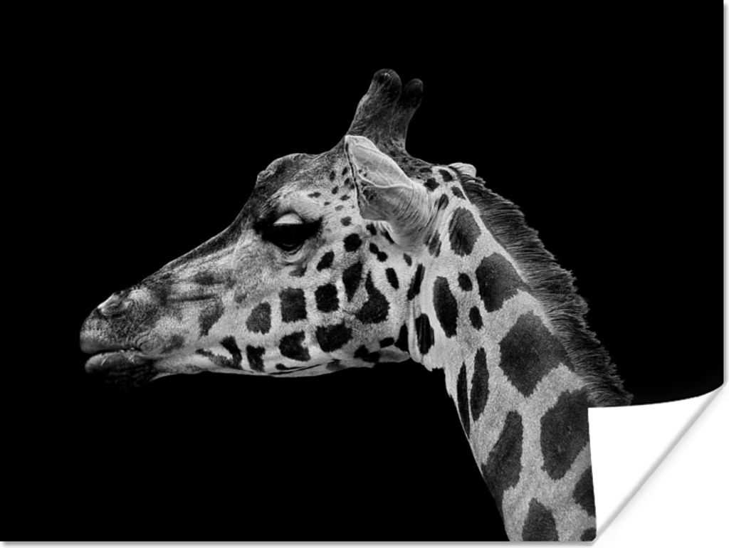 MuchoWow Poster Tiere - Giraffe - Schwarz - Weiß 120x90 cm - Wandbild