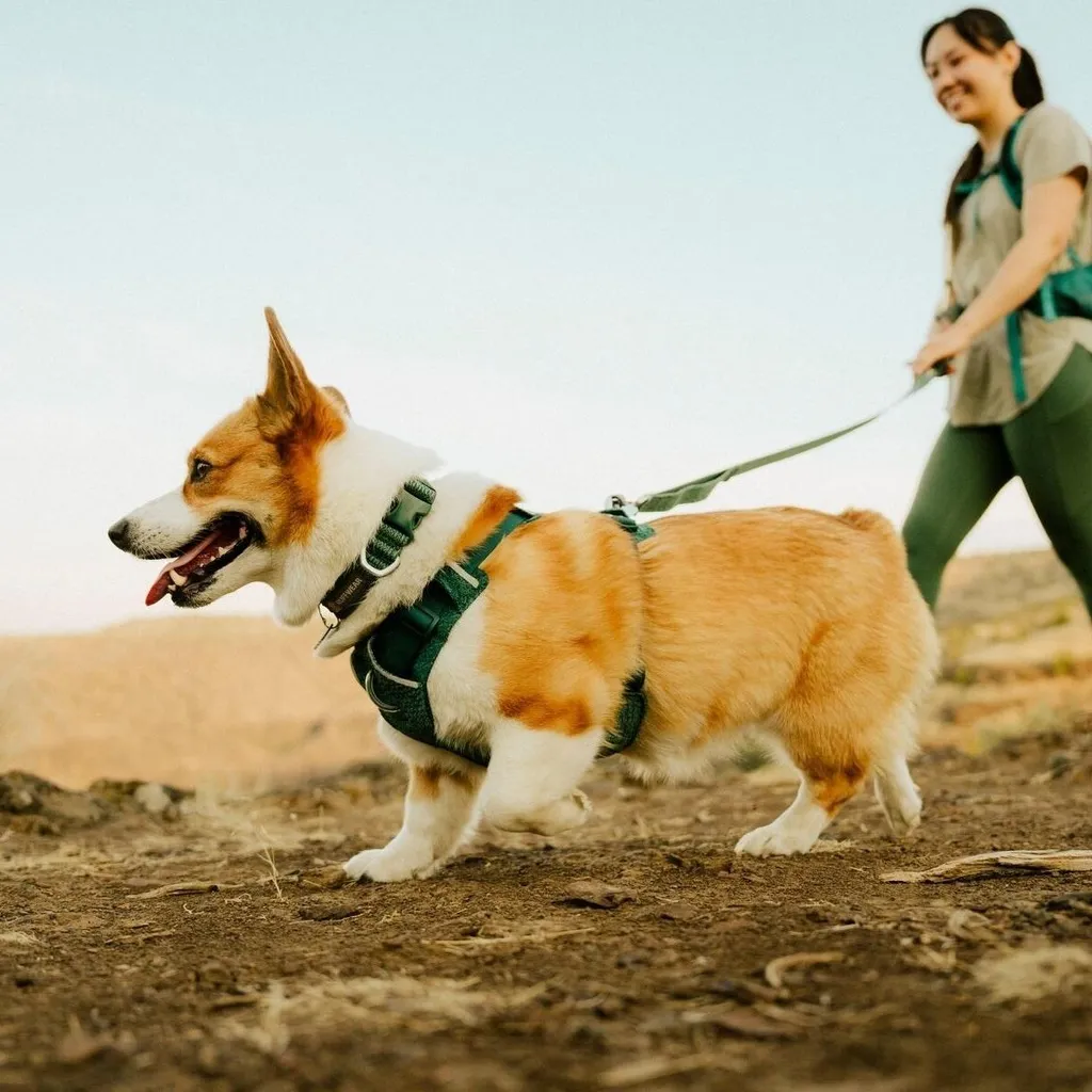 Collier de promenade Ruffwear Front Range Flex réglable bleu canard - 5