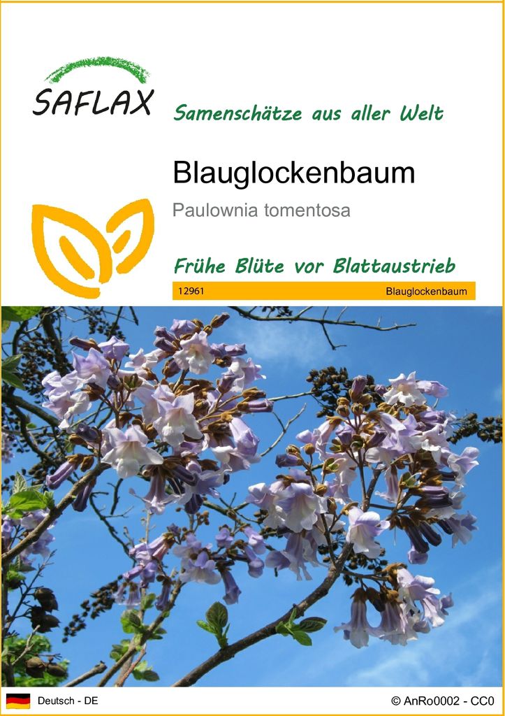 SAFLAX - Blauglockenbaum - Paulownia tomentosa - 200 Samen Produktbild 