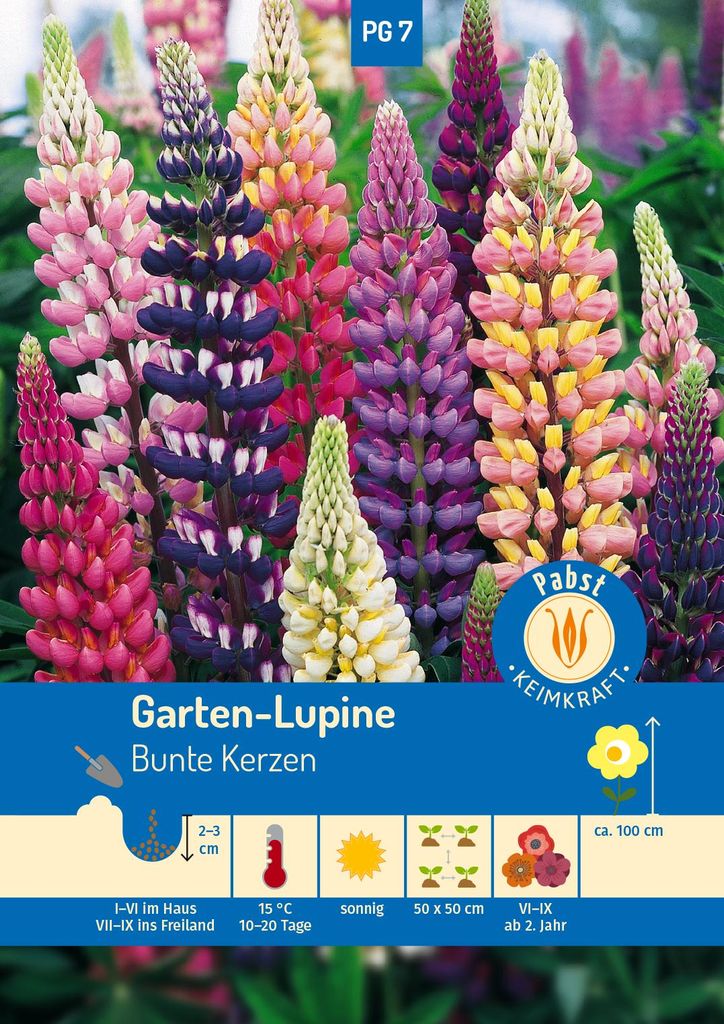 Artikelbild 1 von 'Garten-Lupinen Bunte Kerzen' aus der Kategorie Lupinensamen