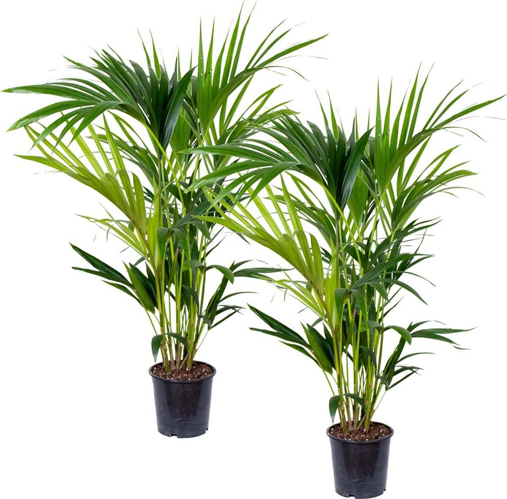 Bloomique - 2er Set - Howea Forsteriana - Kentia Palme - Zimmerpflanzen - Pflegeleicht - Haustierfreundlich - Höhe 90-100 cm - Topf 19 cm