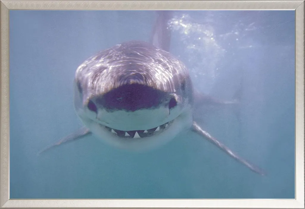 Poster Squalo Bianco 4K con Cornice Alluminio Argento Shinsuke® Maxi