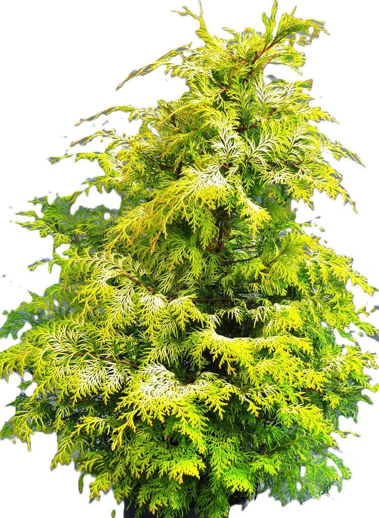 Zypresse Chamaecyparis lawsoniana 'Sunny Kiss' 60 - 80 cm