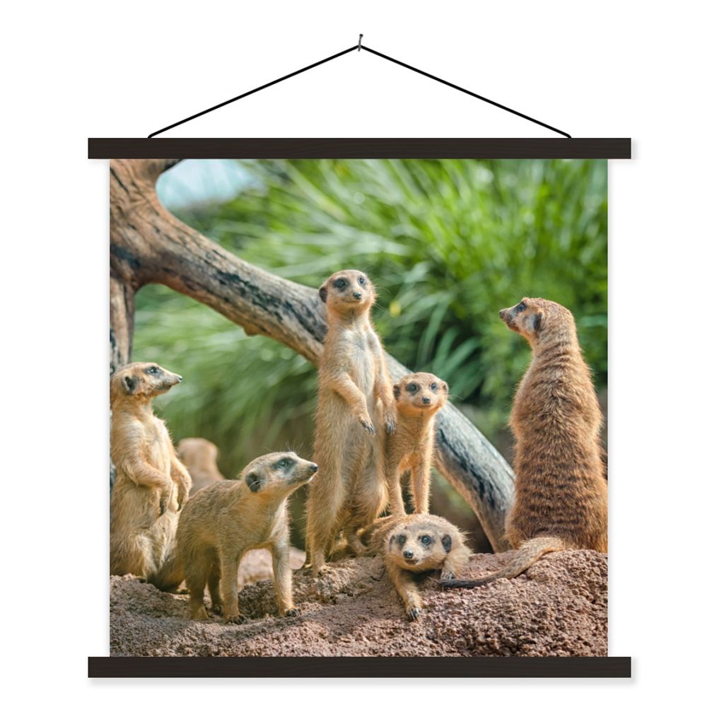 MuchoWow Textilposter Erdmännchen - Familie - Tiere 60x60 cm mit schwarzem Rahmen - Posteraufhänger