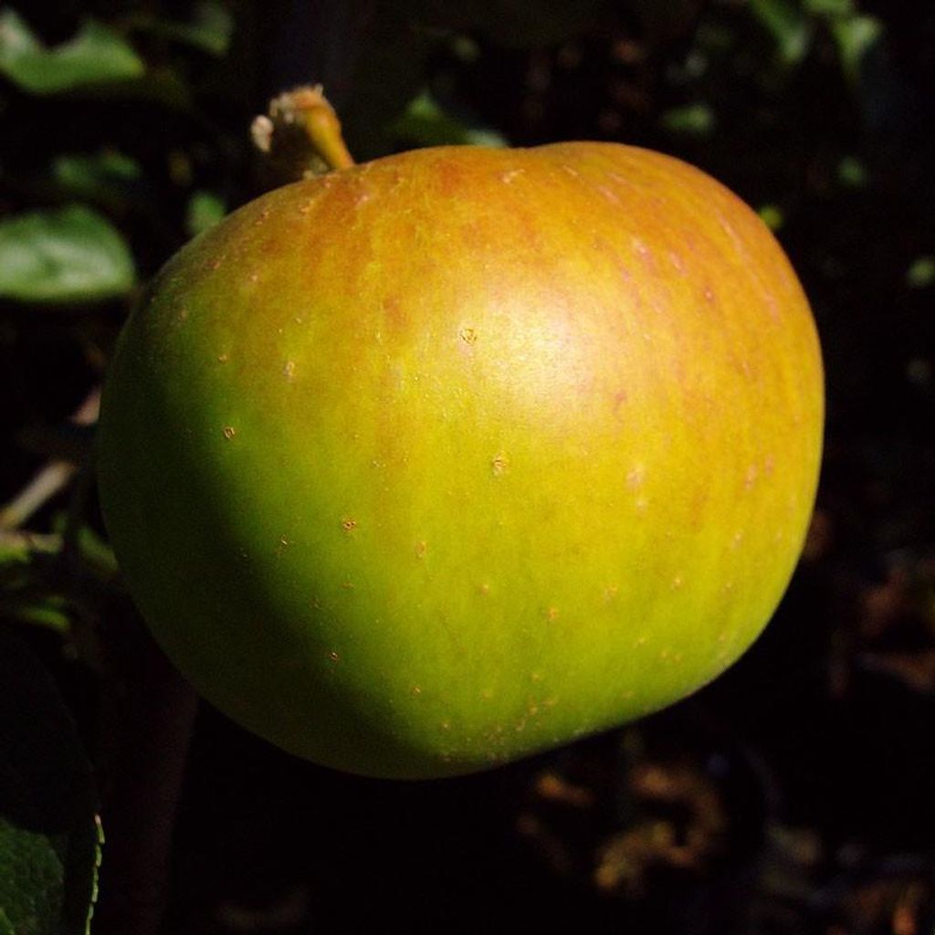 Jakob Lebel altbewährte Sorte Buschbaum 110-140 cm 7,5 Liter Topf Unterlage M9