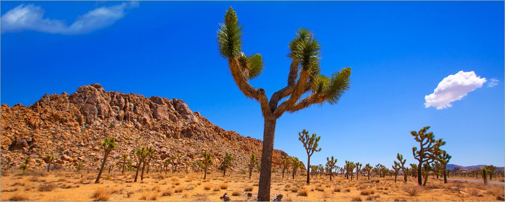Wallario selbstklebendes Poster - Palmlilie im Nationalpark Yucca Valley Wüstenlandschaft, Größe: 50 x 125 cm