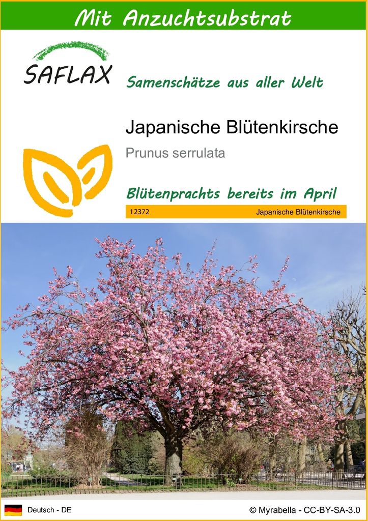SAFLAX - Japanische Blütenkirsche - Prunus serrulata - 30 Produktbild 