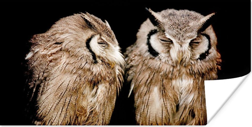 MuchoWow Poster Eule - Vogel - Schwarz 160x80 cm - Foto Poster