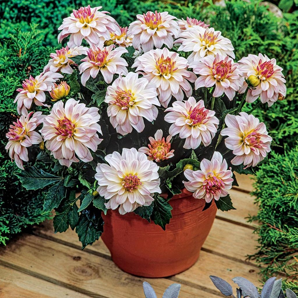 Dekorative Dahlie Knolle Blüten Sommerblumen Herbstblumen Gallery Monet 1 St.