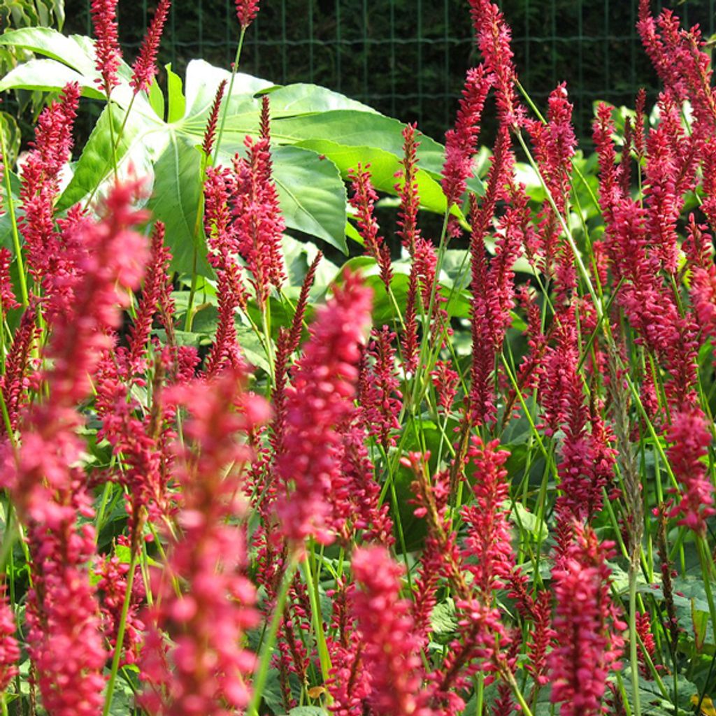 6 x Kerzenknöterich - Persicaria amplexicaulis 'Speciosa' | Topf 9cm x 9cm