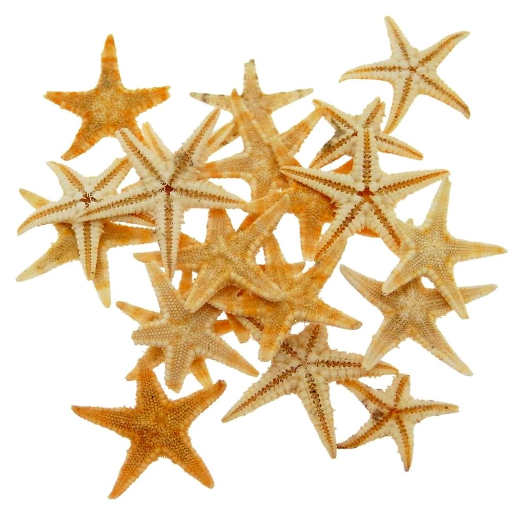 110 Stück natürliche Seesterne für Mikro-Landschaften, Hochzeiten und nautische Dekorationen, 1 cm bis 2 cm