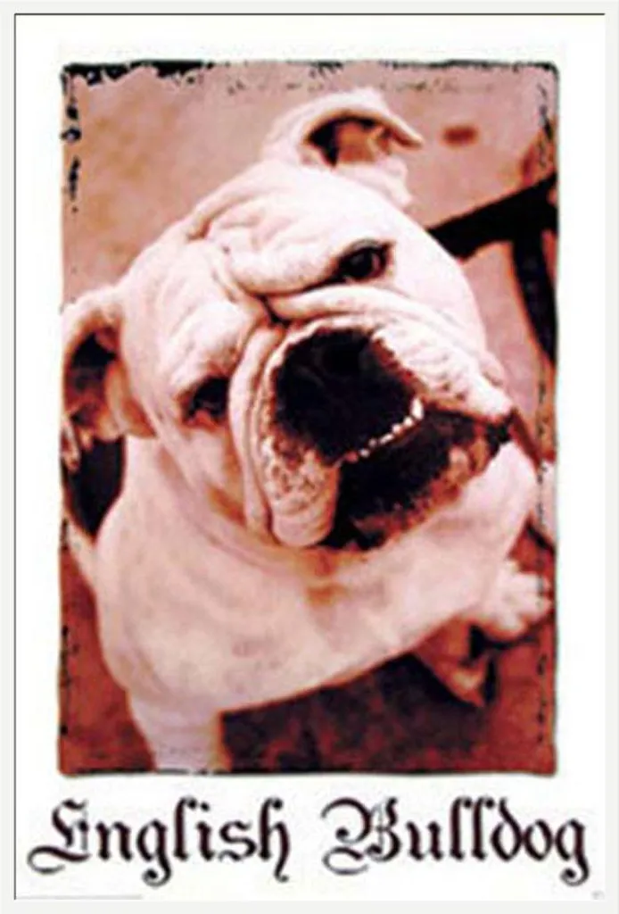 Poster Encadré Bulldog Anglais - Cadre Photo Blanc Shinsuke® en Plastique