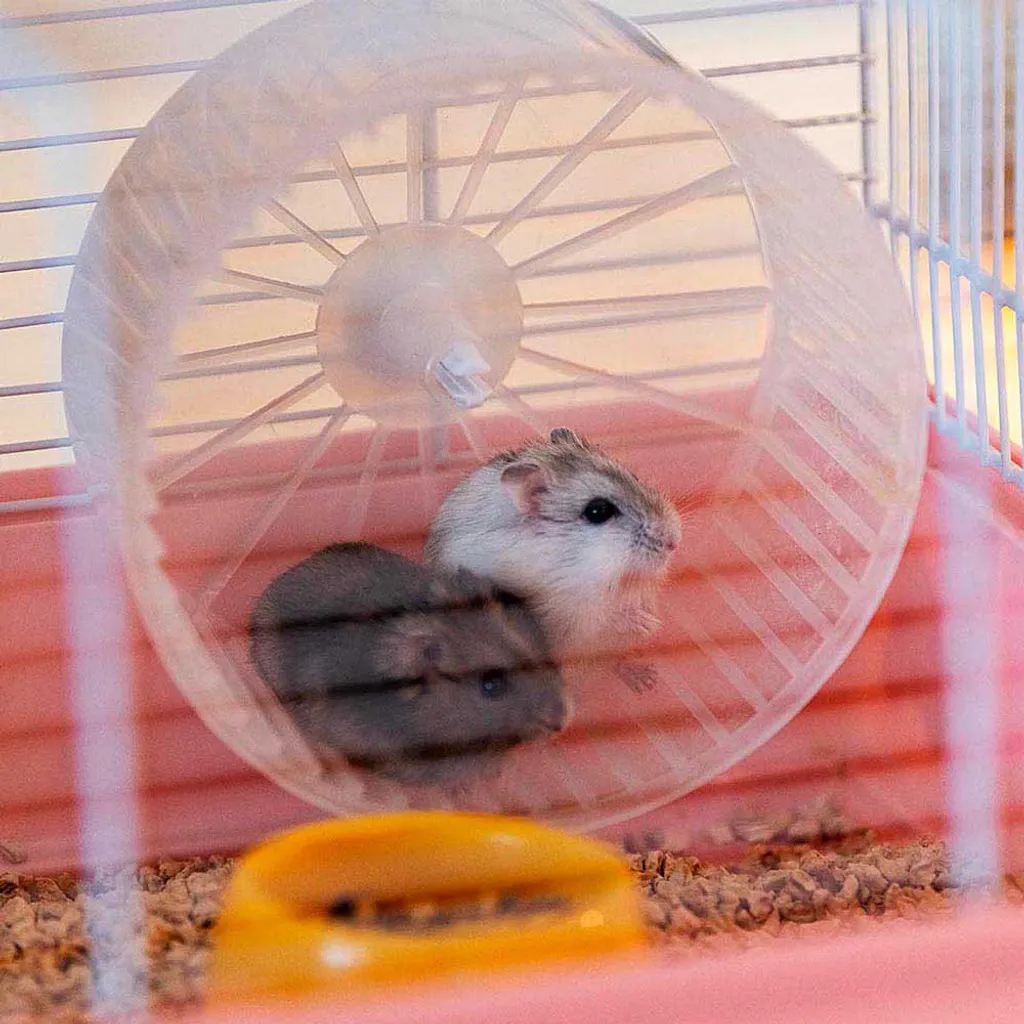 Cage hamster robuste Ferplast Criceti 9 Princess avec base détachable