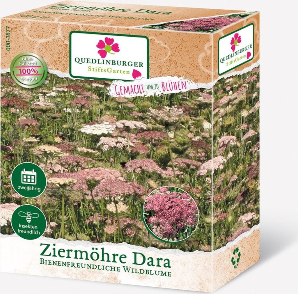 Ziermöhre Dara (Daucus carota) FS Produktbild 