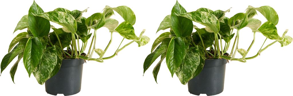 2x Epipremnum Marble Queen P12 H25