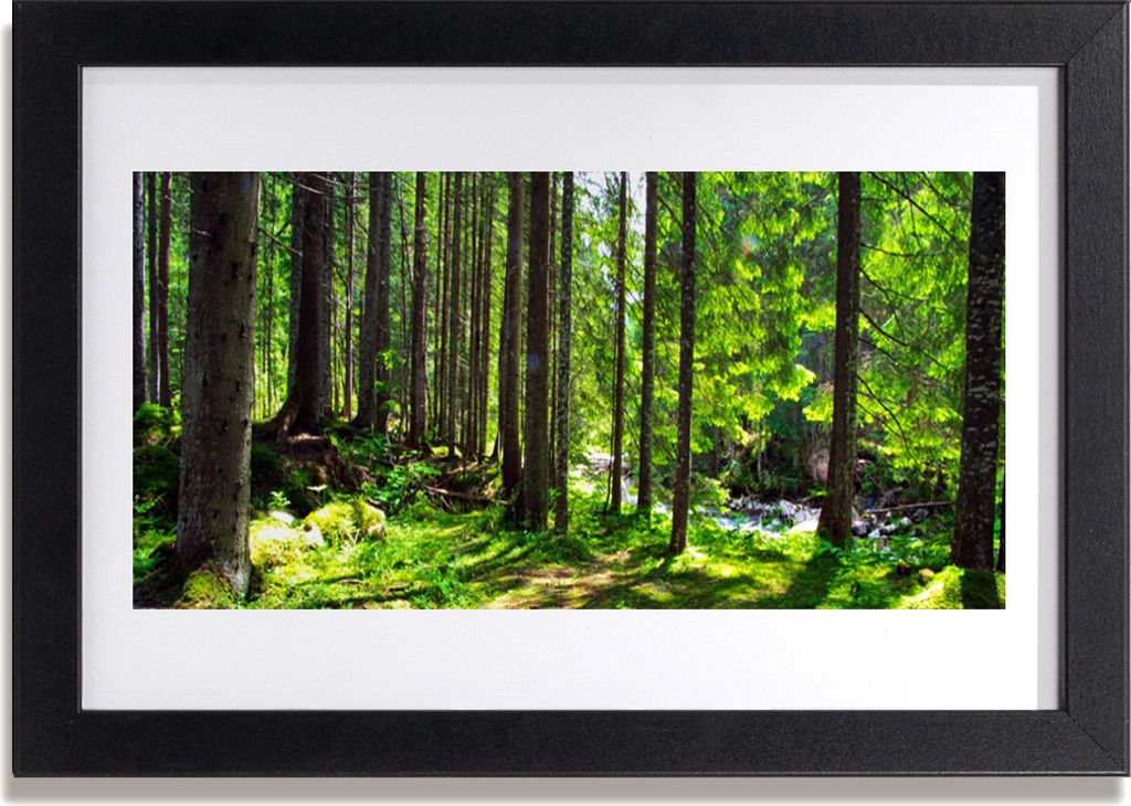 Bild 30x20 MDF-Rahmen Wandkunst Natur Pflanze Wald Bäume
