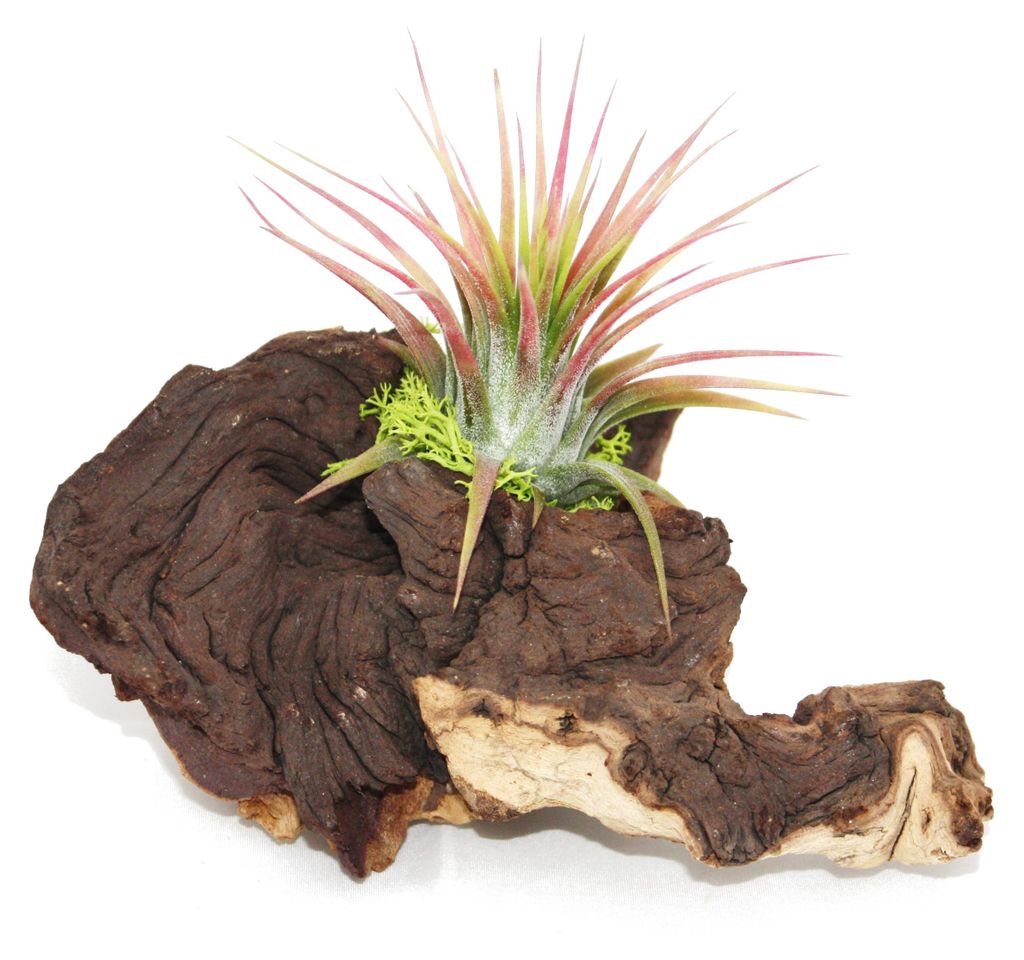 Tillandsia na Mopani Root - S - 1 rostlina Obrázek produktu 