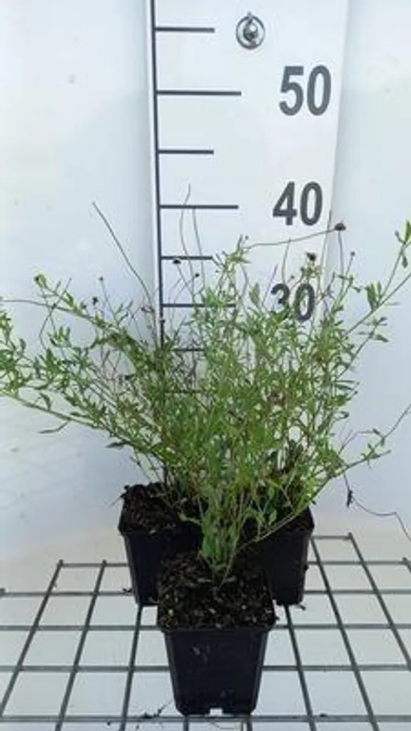 Erigeron Lavender Lady pour Rocaille et Muret - Pack de 6 en Pot 9cm