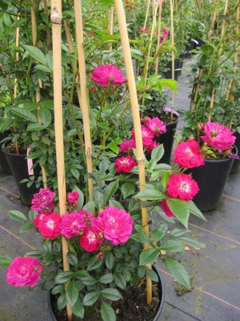 Ramblerrose Manhattan Blue - Rosa Manhattan Blue - Tantau Rose