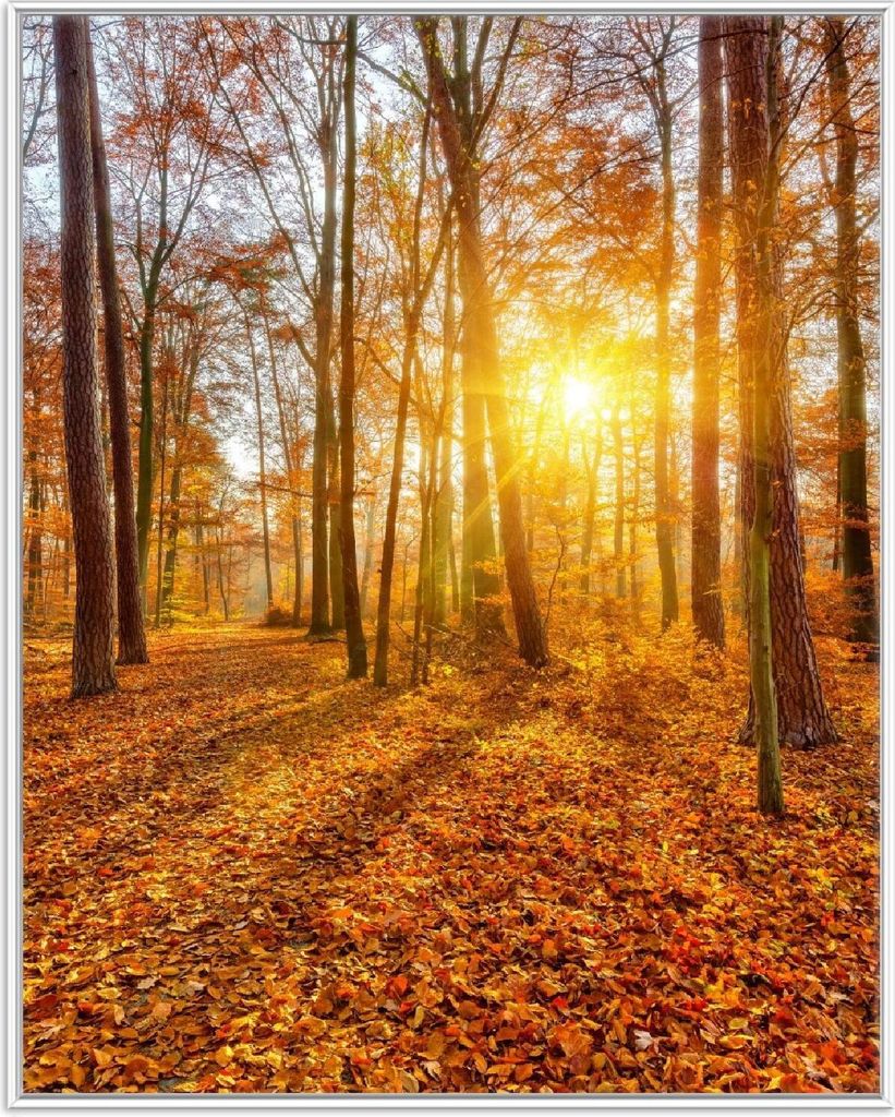 Wallario Wandbild Sonnenuntergang im herbstlichen Wald, Produktbild 