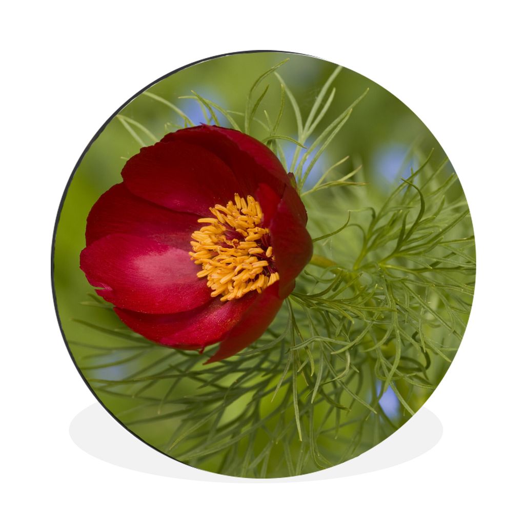 MuchoWow Aluminium Wandkreis Die rote Pfingstrose mit grünem Hintergrund Ø 90 cm Wanddeko Modern Wohnzimmer - Mauerkreis - Wandbilder - Runde B...