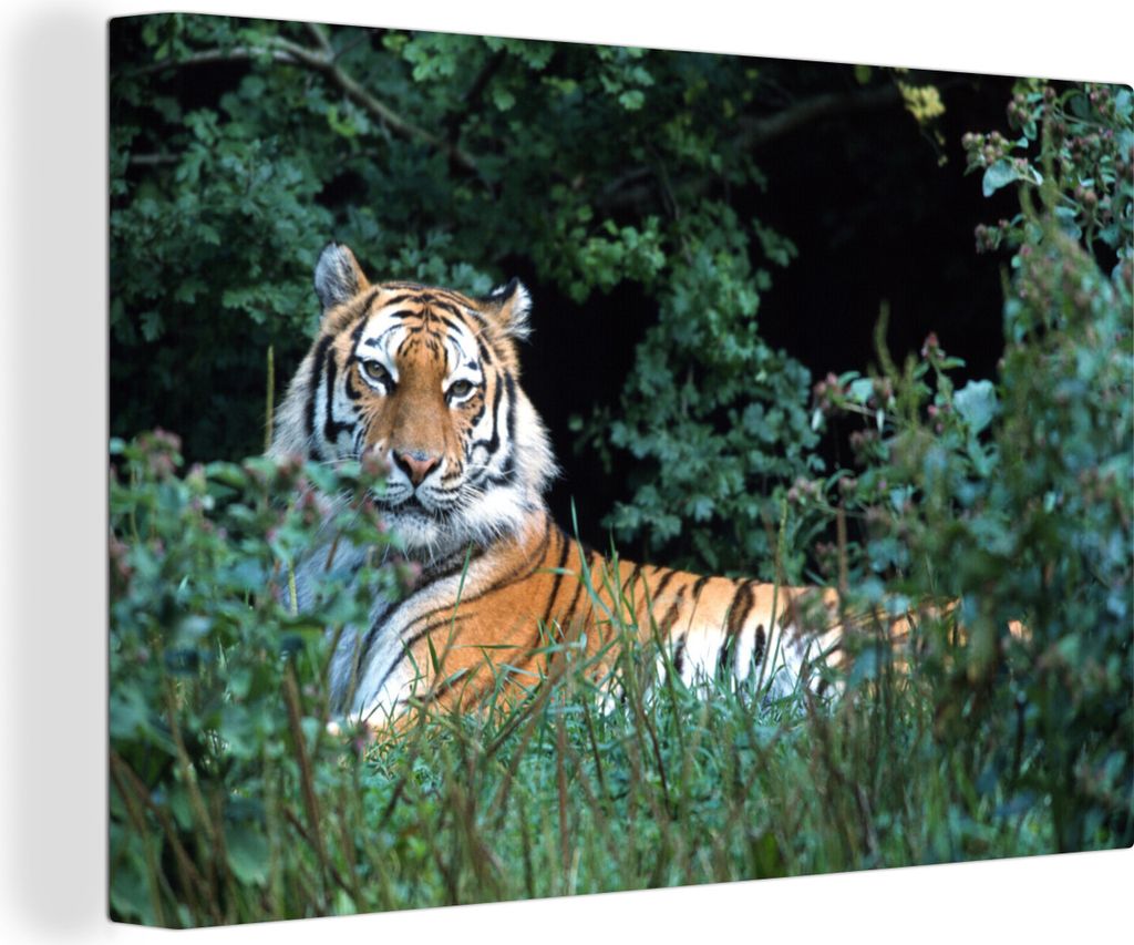 OneMillionCanvasses - Leinwandbilder - 150x100 cm, Tiger - Gras - Grün, Wandbilder Kunstdruck Wanddekoration