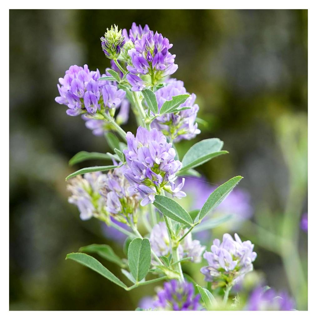 Luzerne (Medicago sativa) Samen. Ewiger Klee, Alfalfa, Tierfutter, Gründünger (1000 Samen = 2,0g)