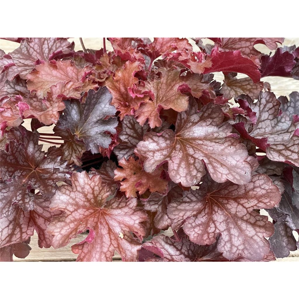 Heuchera 'Ruby Tuesday' - Purpurglöckchen 'Ruby Tuesday' im Topf 12 cm - 12 cm