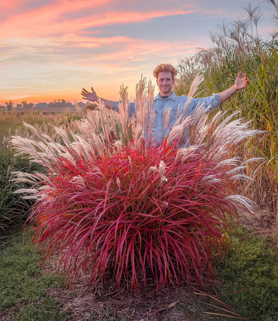 BALDUR Garten 1x Miscanthus 'Lady in Red ', Pflanze im 9x9 cm-Topf, mehrjähriges Ziergras, atemberaubende Farbkombination, malerische Wuchsform, ...