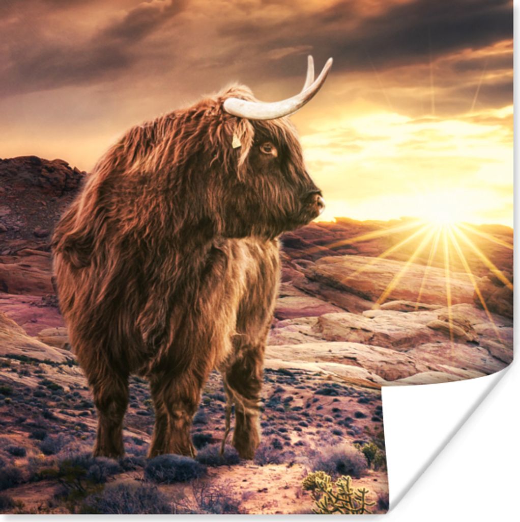 MuchoWow Poster Kuh - Schottischer Highlander - Steine 50x50 cm - Wohnzimmerdekoration