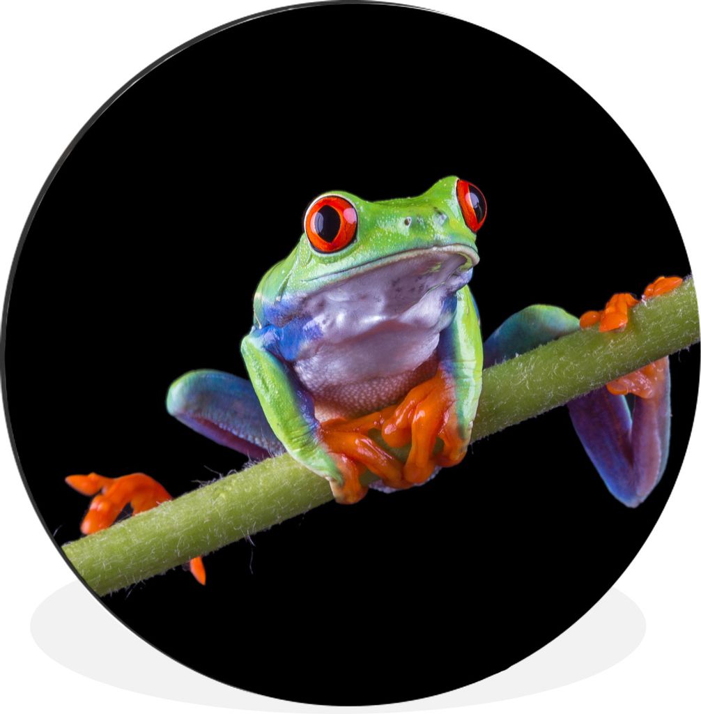 MuchoWow Aluminium Wandkreis Frosch - Pflanze - Schwarz Ø 60 cm Wanddeko Modern Wohnzimmer - Wand Kreis - Wandbild - Schlafzimmer - Aluminium Bi...