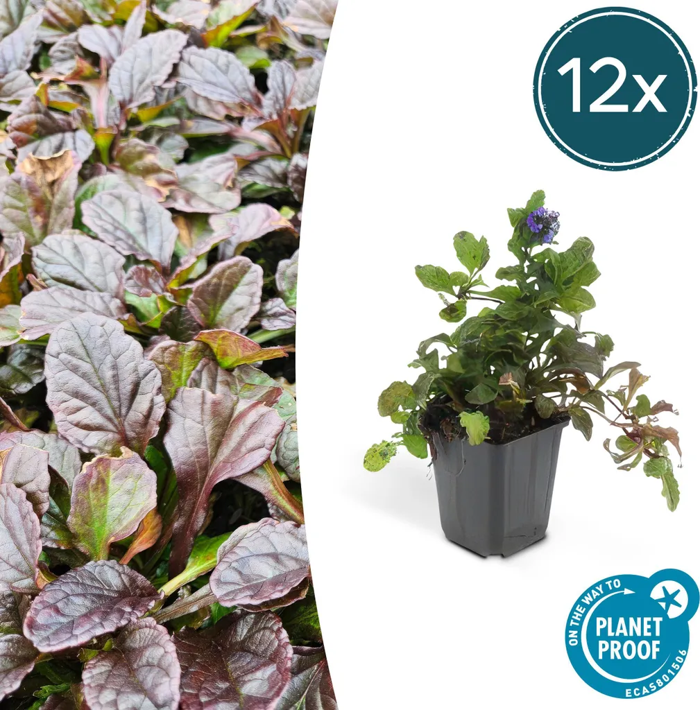 Ajuga reptans Pot 9cm : Set de 12 Gaillets rampants couvre-sol vivaces