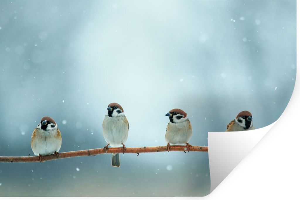 MuchoWow Wandtattoo Wandsticker Wandaufkleber Vögel - Spatz - Schnee - Winter 60x40 cm Selbstklebend und Repositionierbar - Wierderverwendbar - ...