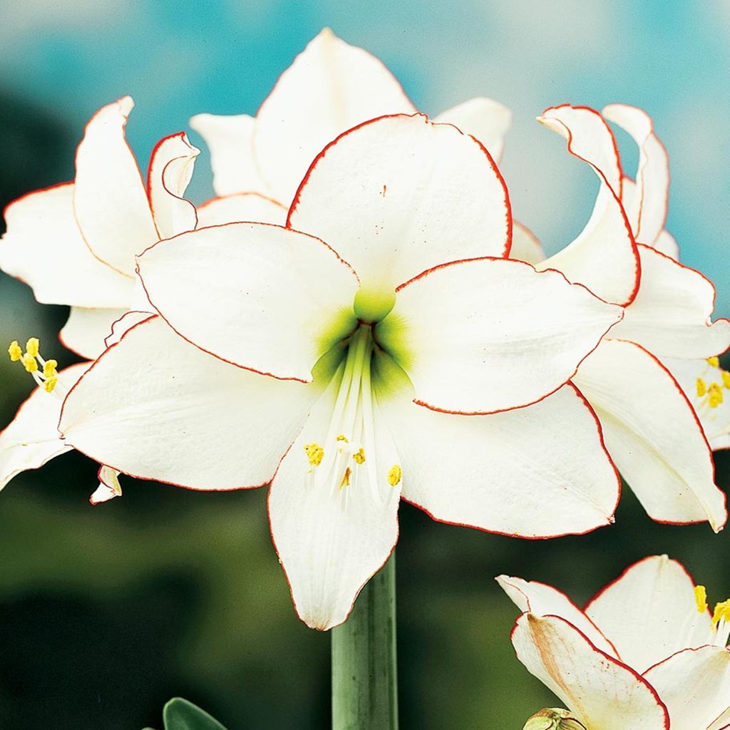 Amaryllis Blumenzwiebel Blumen Hippeastrum Ritterstern Amaryllis Picotee 1 St.