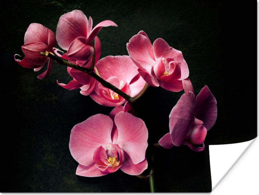 MuchoWow Poster Pflanzen - Orchidee - Blumen - Rosa 160x120 cm - Foto Plakat