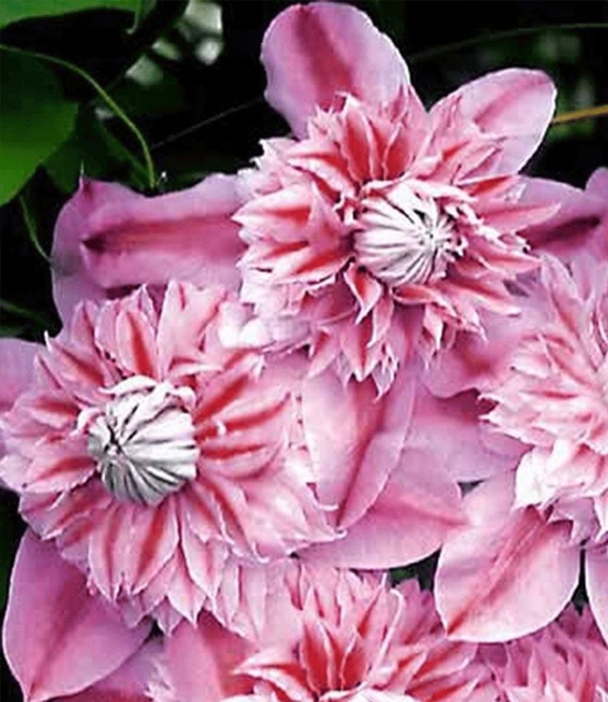 BALDUR Garten 1x Waldrebe Clematis 'Josephine TM Evijohill N' Waldrebe, Pflanze im 10,5 cm-Topf, Klematis, mehrjährige blühende Kletterpflanzen, ...