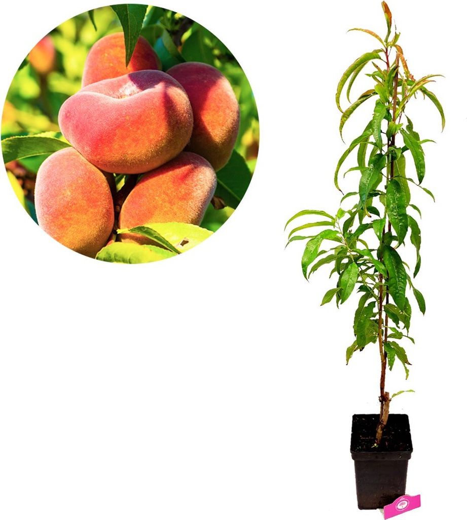 Set mit 3 exotischen Obstbäumen – 1 Aprikose, 1 Pfirsich, 1 Produktbild 3
