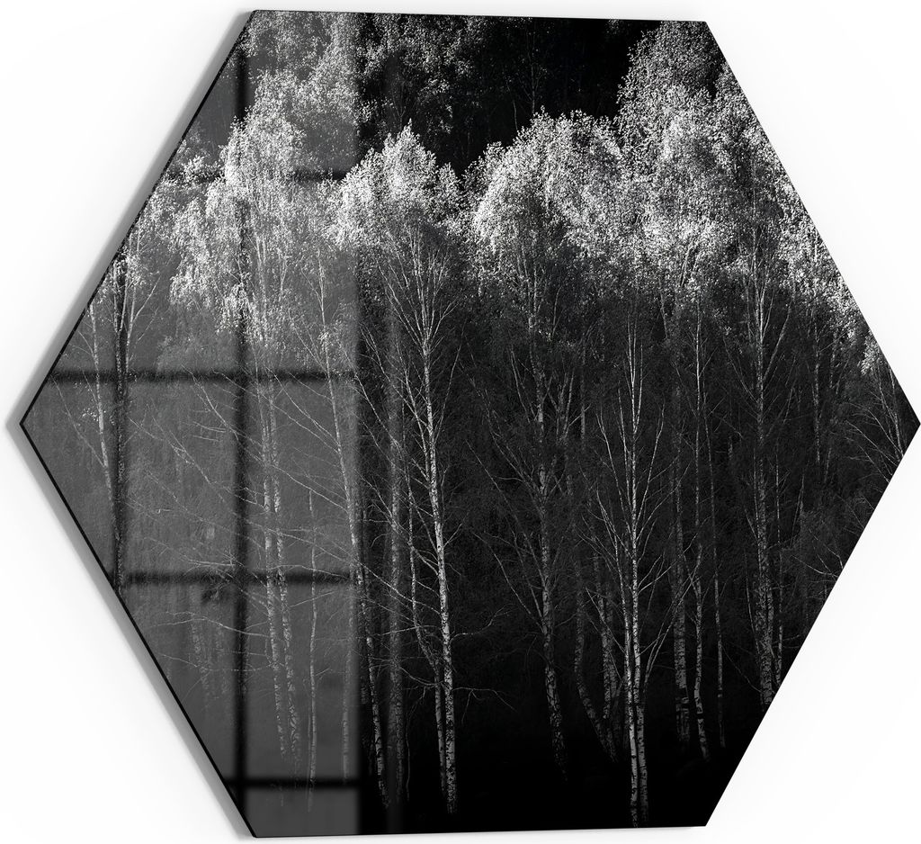 DEQORI Glasbild Echtglas 55x48 cm 'Stille des Waldes' Wandbild Bild modern Deko