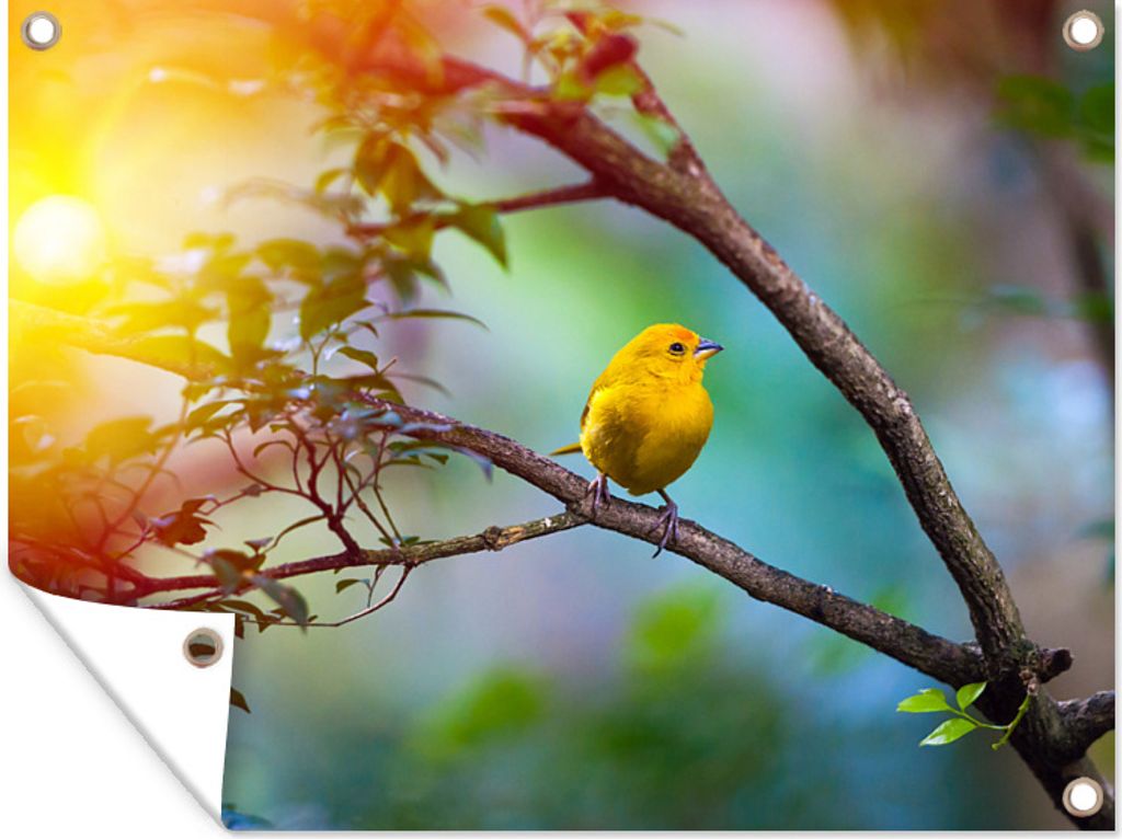 MuchoWow 120x90 cm Outdoor-Poster Gartendeko Sichtschutz Garten Poster für den Garten Schöner gelber Kanarienvogel in Barcelona