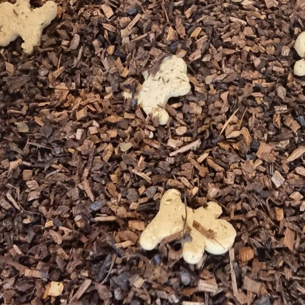 Lebkuchen Sahnelikör Honeybush Tee Naturideen 100g