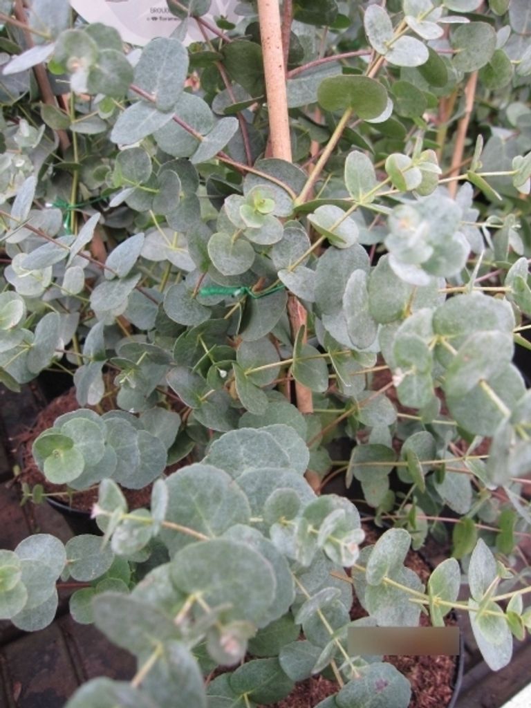 Eucalyptus gunnii Azura - Mostgummi-Eukalyptus - Eukalyptusbaum