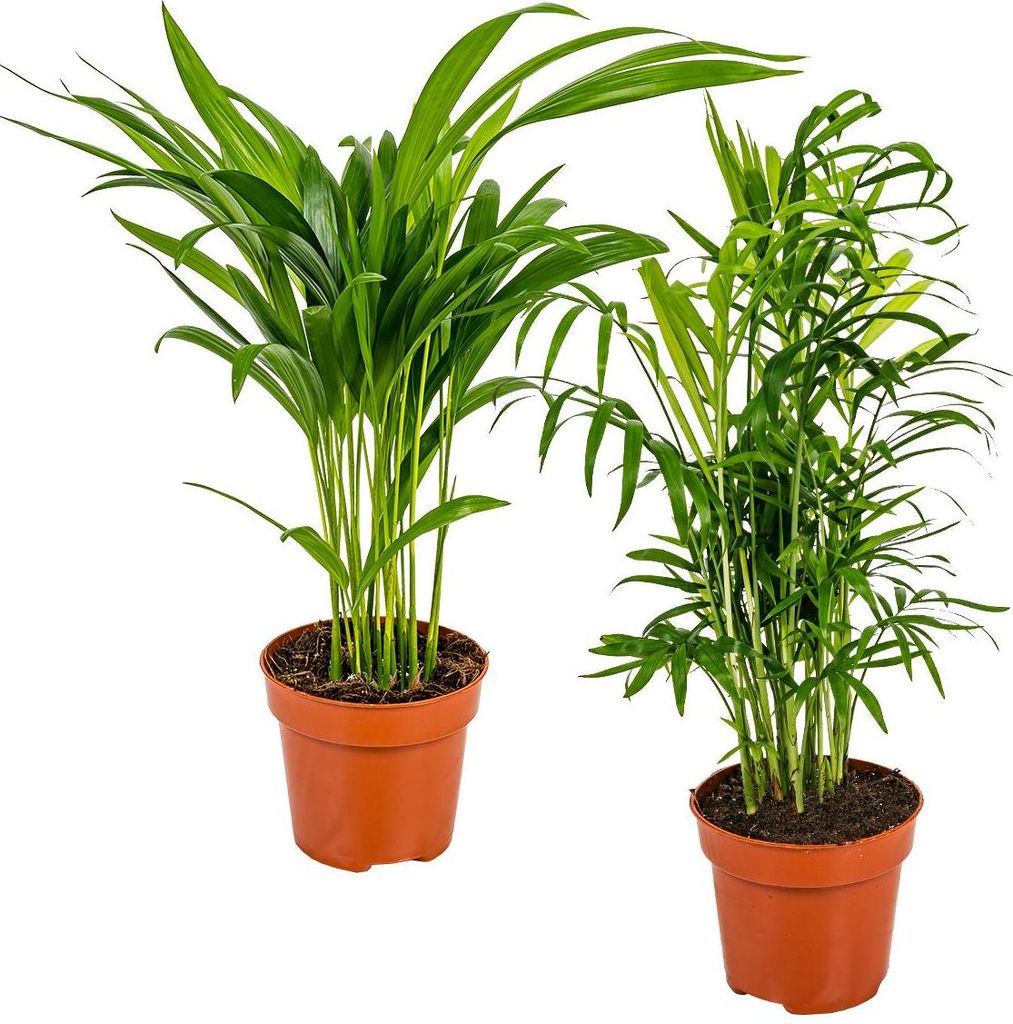 Bloomique - 2er-Set - Dypsis & Chamaedorea - Palme - Produktbild 