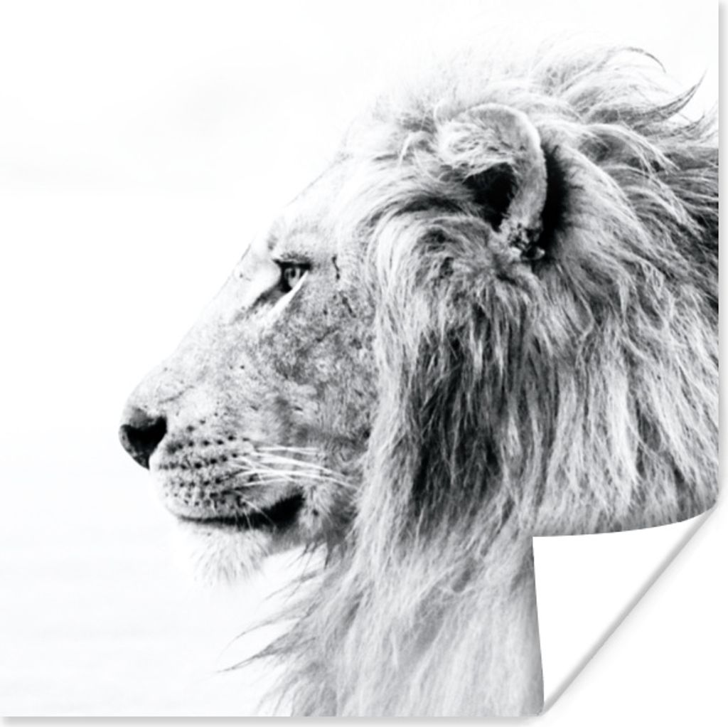 MuchoWow Poster Löwe - Schwarz - Weiß - Tiere 50x50 cm - Wohnzimmerdekoration