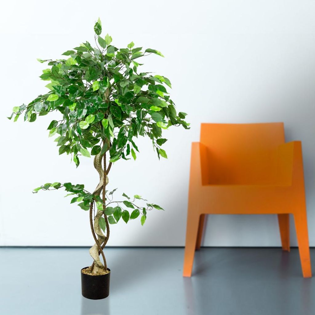 monstera ableger aus blatt Monstera Adansonii | Monstera Ableger main image 1