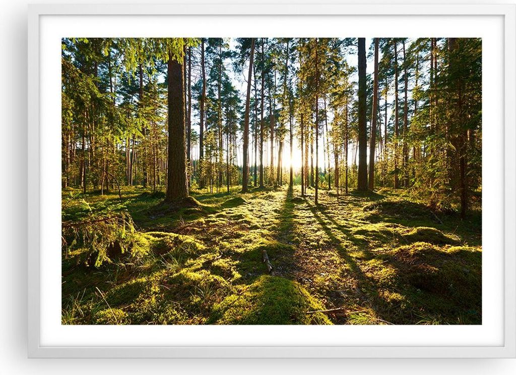 Gerahmtes Poster - Weißer Rahmen - Wald Baum Natur - 70x50 cm - Wand Bild - Wanddeko - Wandbilder - Kunstposter - Wandposter - Bilderrahmen - Bild...