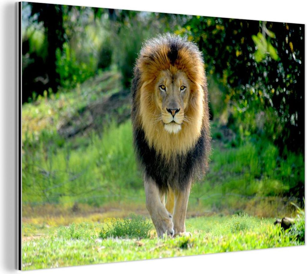 MuchoWow Wanddekoration Metall Metallbild Wandkunst 30x20 cm Löwe - Jagd - Porträt MuchoWow Aluminium Gemälde - Aluminiumgemälder